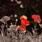 Mohn mal anders