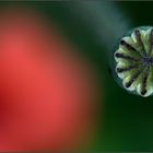 Mohn mal anders