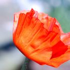 Mohn mal anders