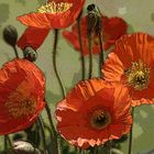 Mohn mal anders