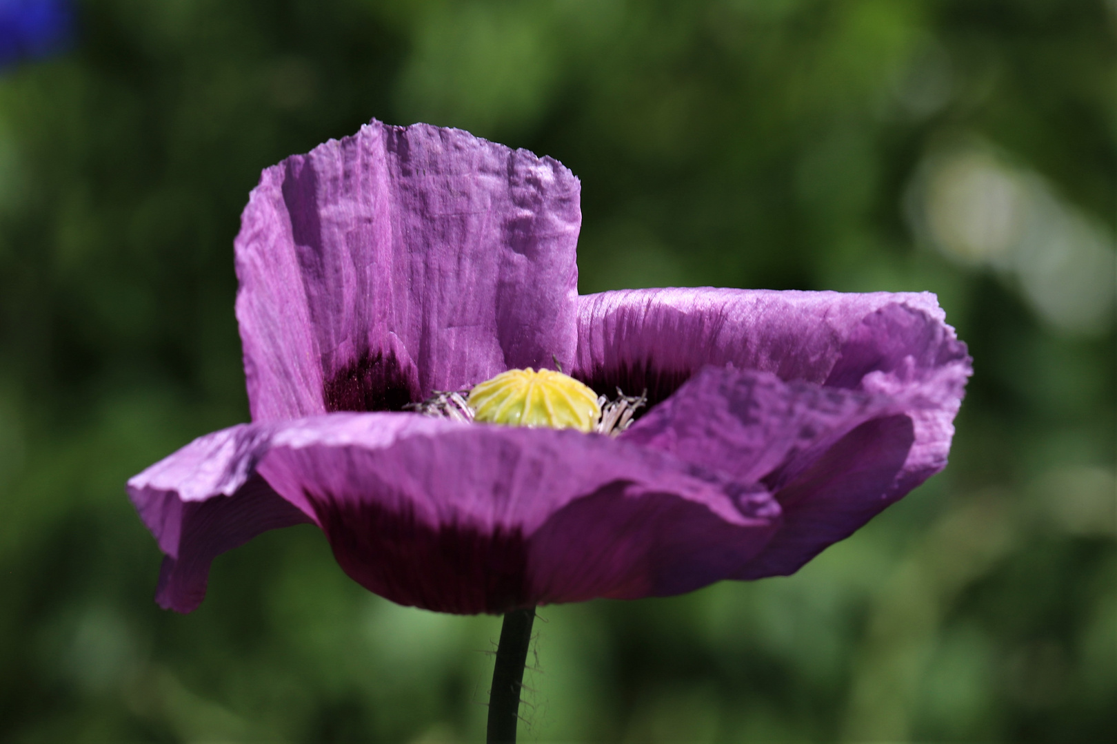 Mohn mal anders 