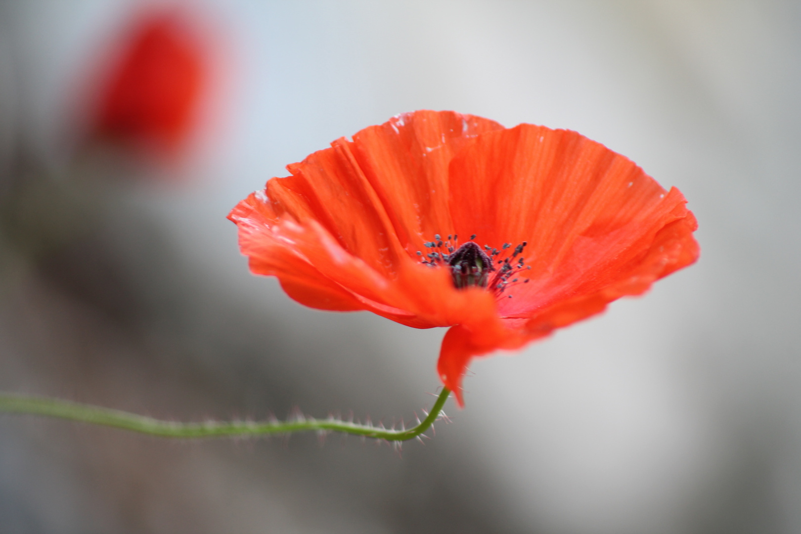 Mohn mal anders