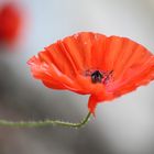 Mohn mal anders