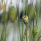 Mohn mal anders