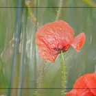 Mohn mal anders