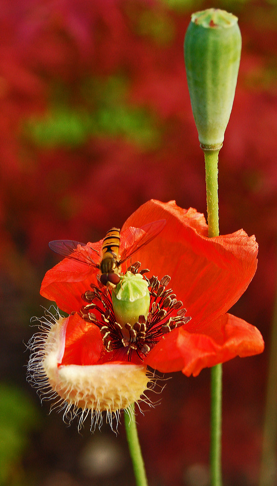 Mohn mal anders