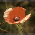 Mohn mal anders