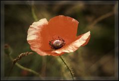 Mohn mal anders