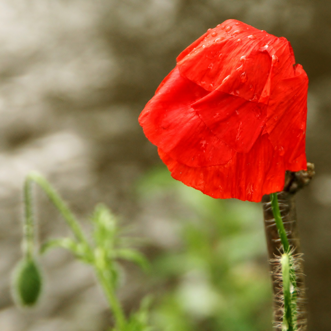 Mohn -mal bei Regen