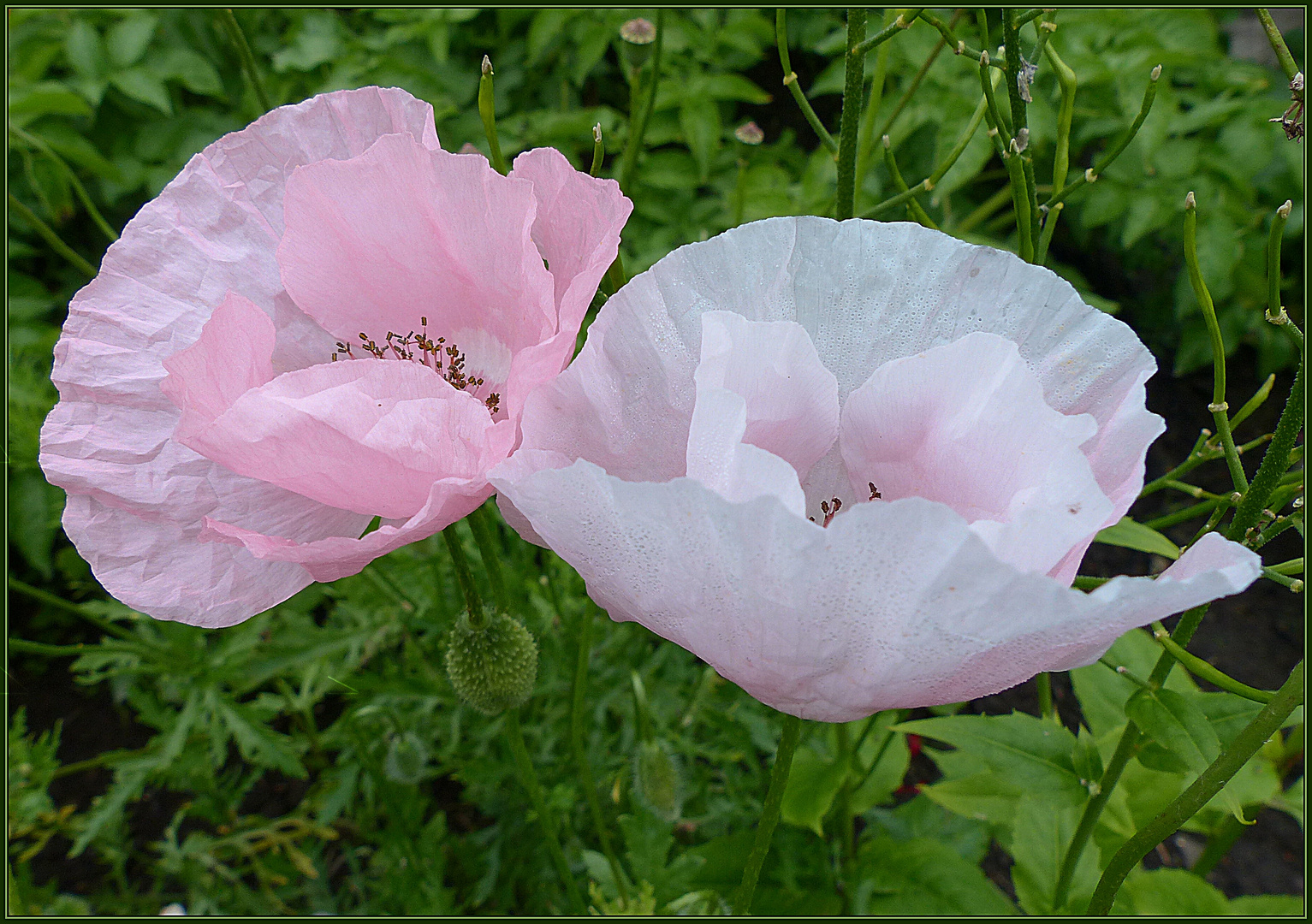 Mohn mal etwas anders