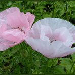 Mohn mal etwas anders