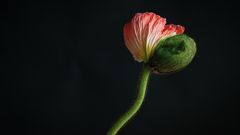 Mohn - mal farbig