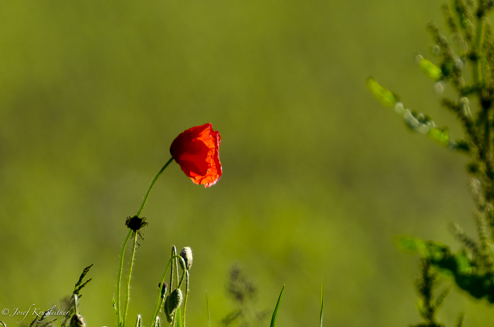 Mohn mal ganz anders