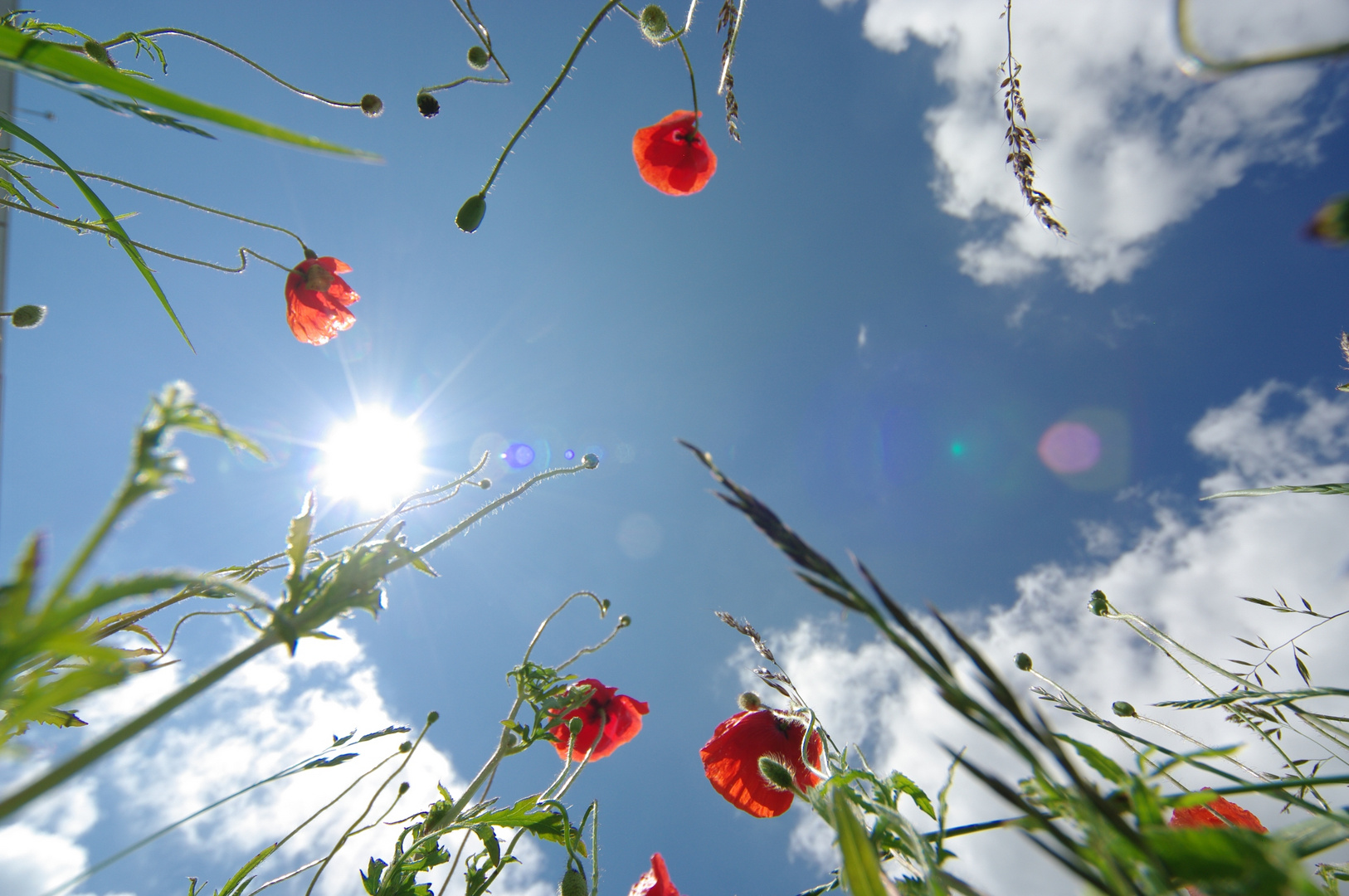 Mohn mal ganz anders.