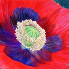 Mohn mal gemalt