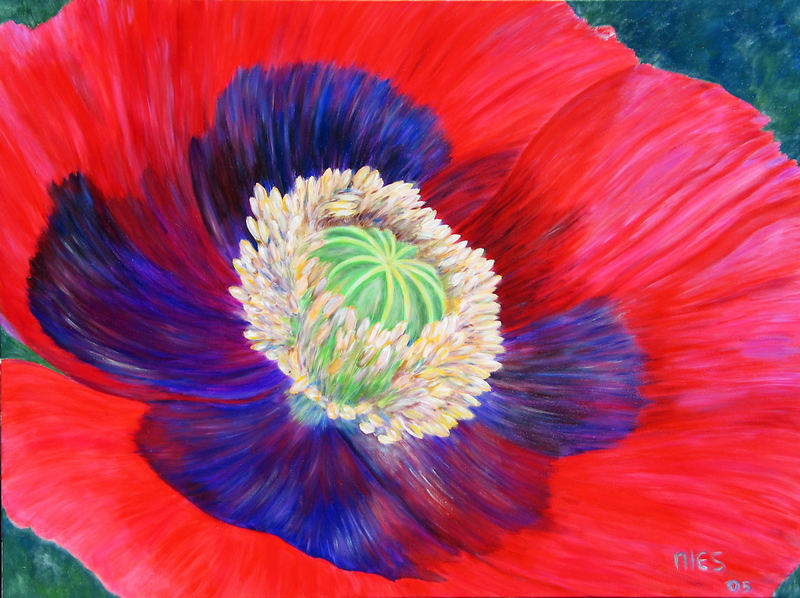 Mohn mal gemalt