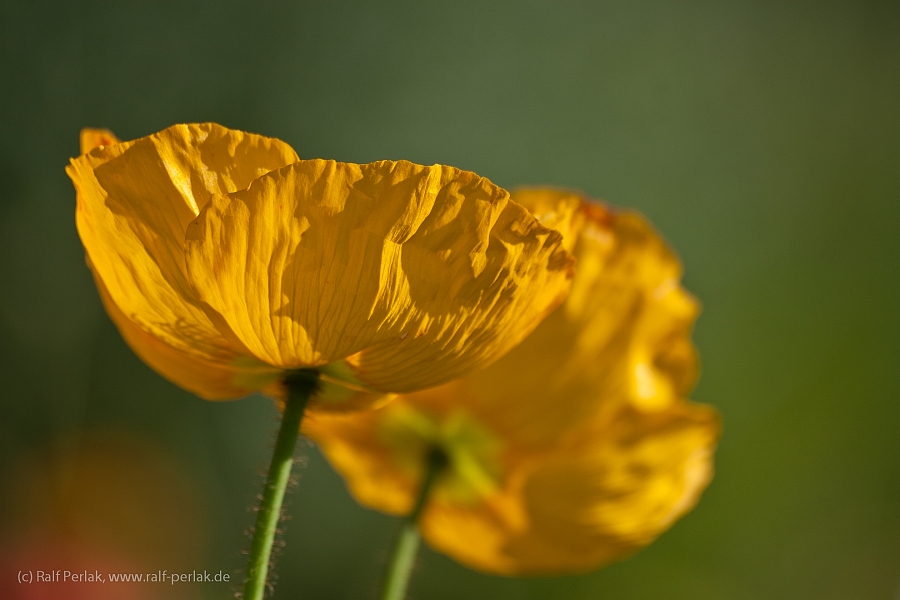 Mohn mal nicht in Rot