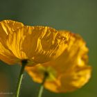 Mohn mal nicht in Rot