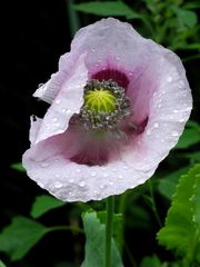 Mohn - mal nicht in rot