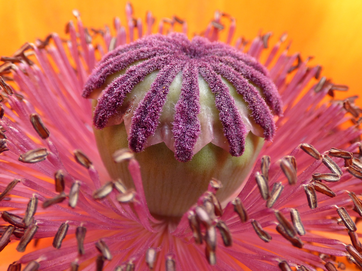 Mohn mal rosa