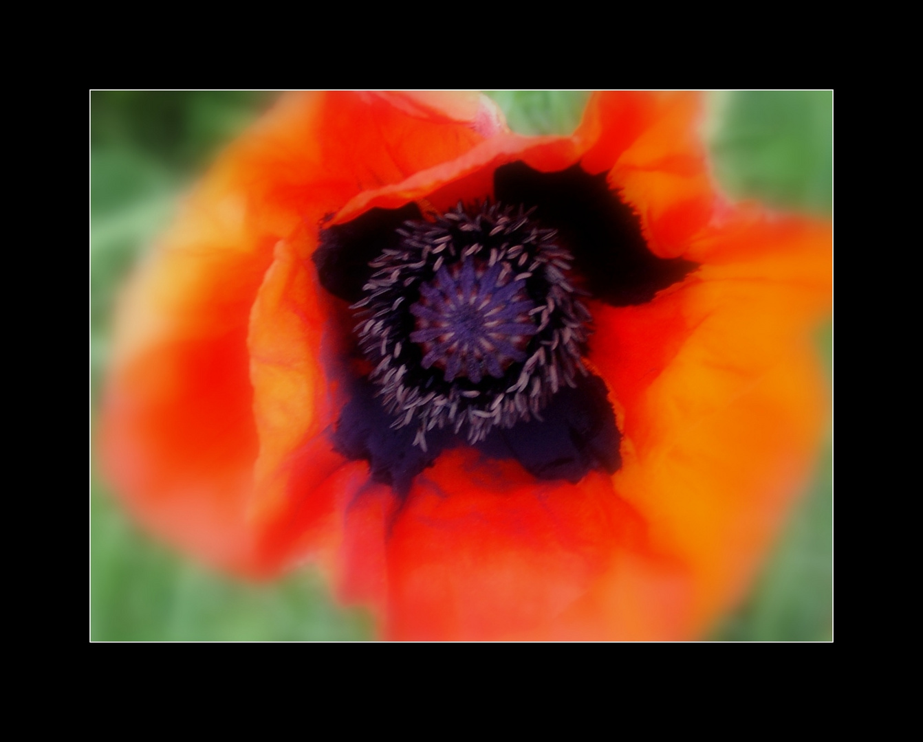 Mohn - mal wieder