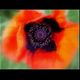 Mohn