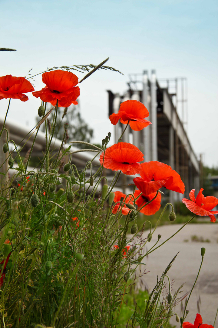 Mohn mal (wo) anders