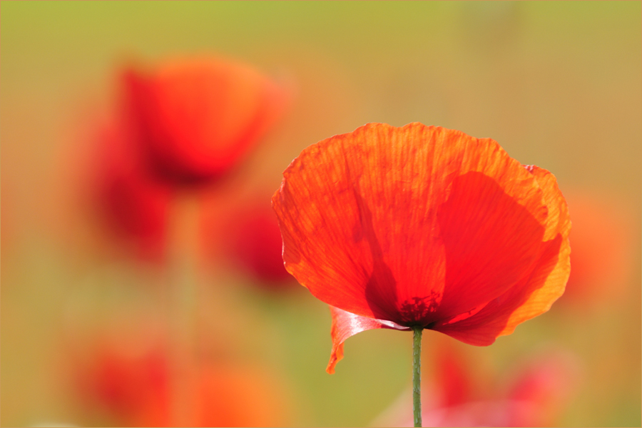 Mohn-Malerei