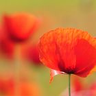 Mohn-Malerei