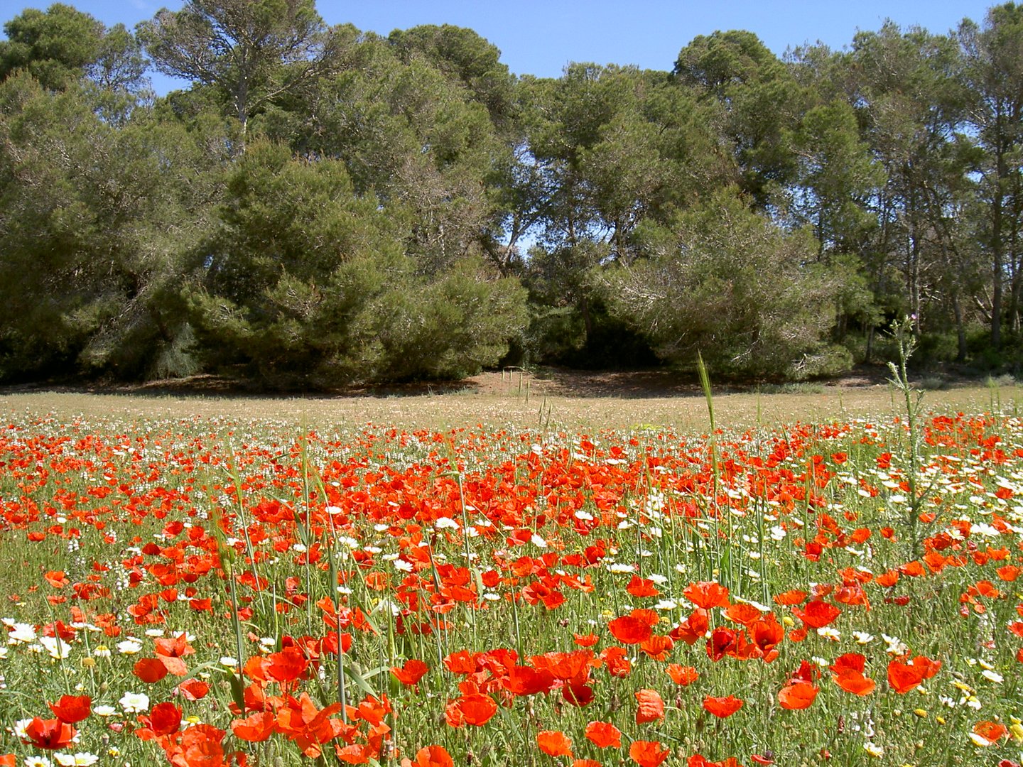 Mohn / Mallorca