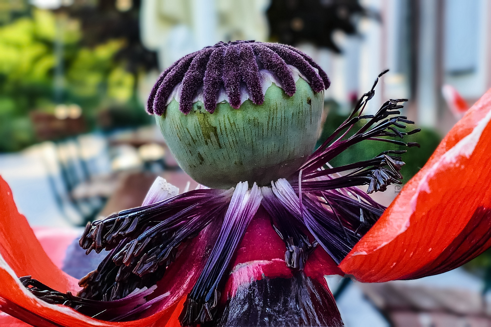 MOHN-MANIA