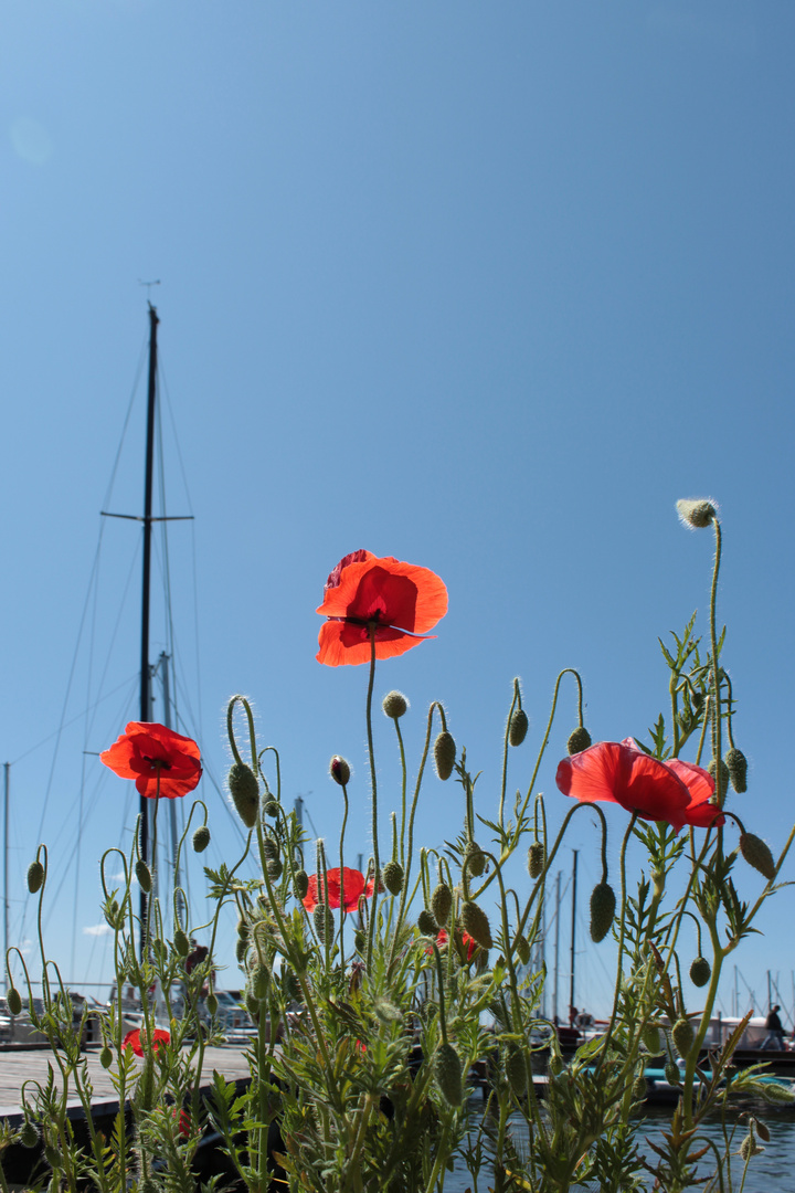 Mohn maritim