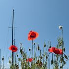 Mohn maritim