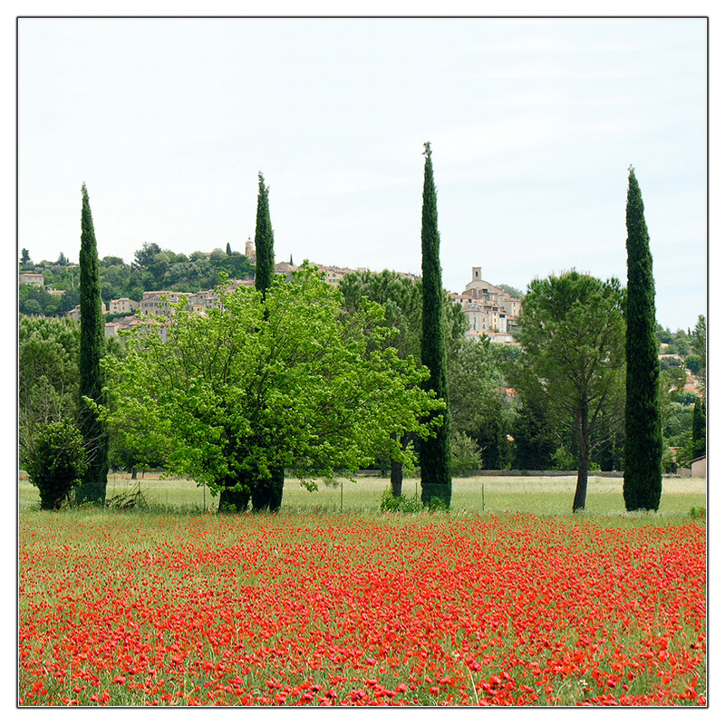 Mohn mediterran