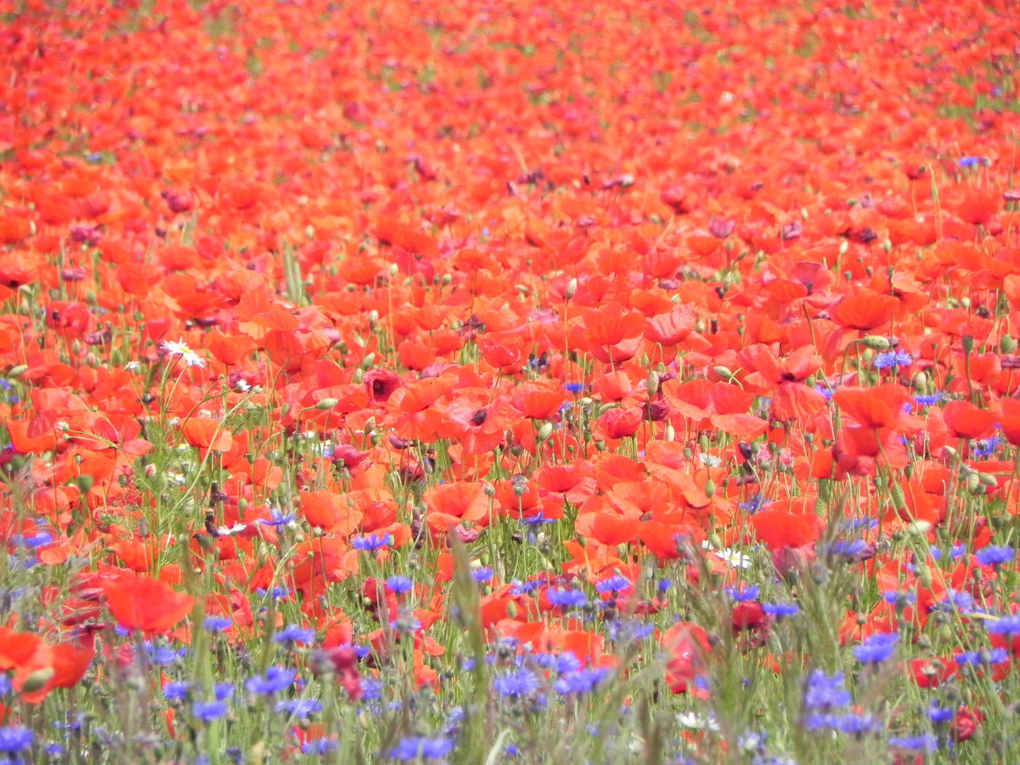 Mohn-Meer