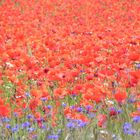 Mohn-Meer