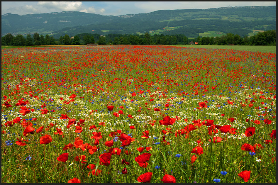 Mohn-Meer