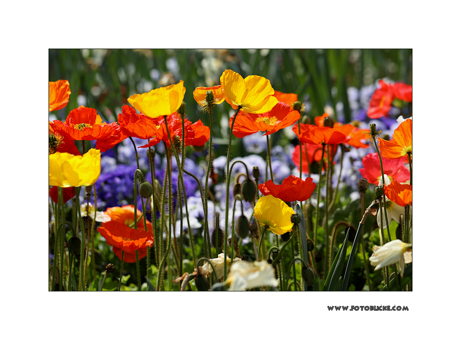 Mohn Meer / Mehr