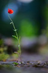 mohn meets bokeh