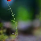 mohn meets bokeh