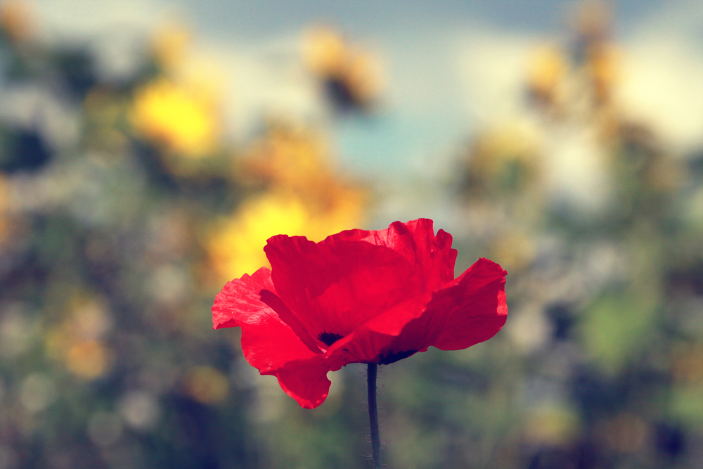 Mohn meets Sonnenblumen