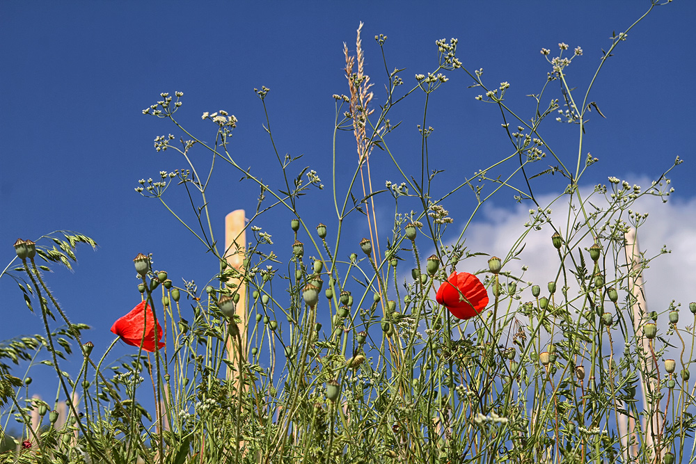 Mohn meets Weinberg