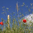 Mohn meets Weinberg