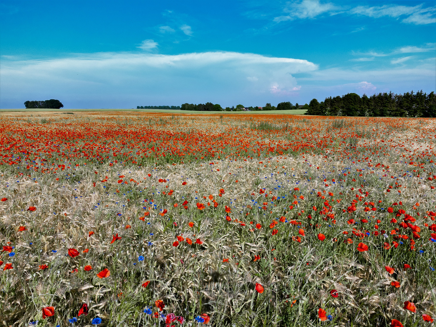 Mohn & Mehr