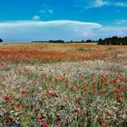 Mohn & Mehr