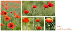 Mohn - mehr als nur eine Blume