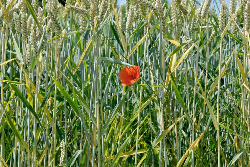 "Mohn" - mehr fällt mir dazu nun auch nicht ein...