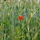 "Mohn" - mehr fällt mir dazu nun auch nicht ein...