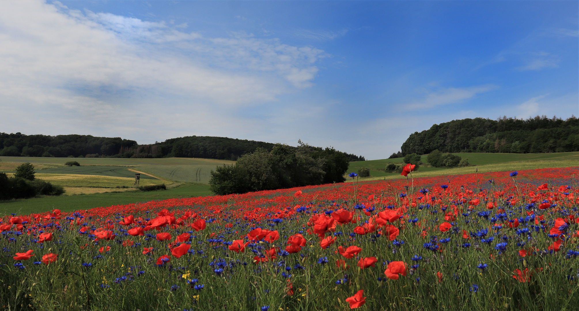 Mohn mein Mittwochsblümchen