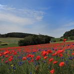 Mohn mein Mittwochsblümchen